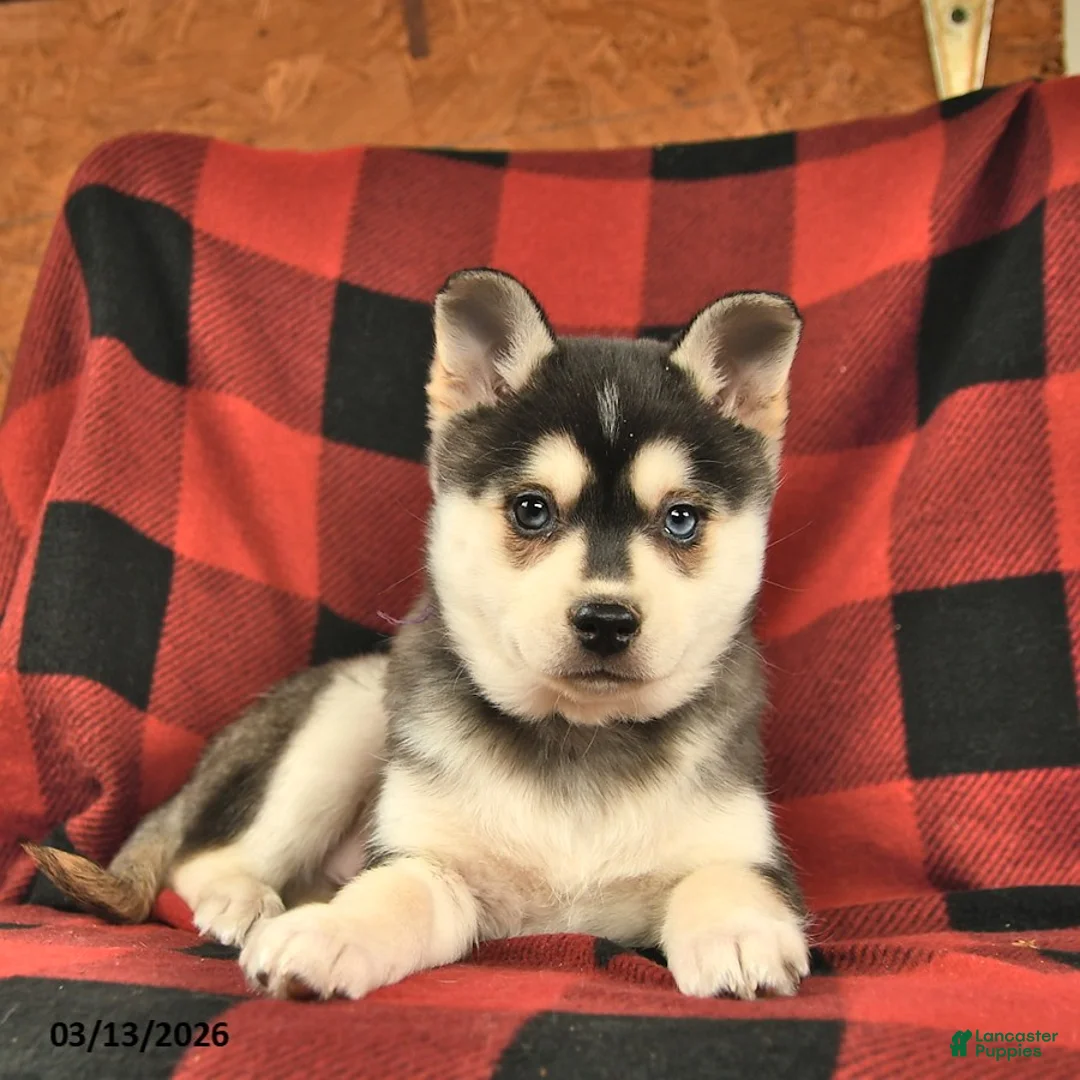 Alaskan Klee Kai dogs for sale: Yukon  - Ad 3