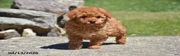Toy Poodle dogs for sale: Skip - Ad 3