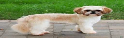 Shih Tzu dogs for sale: Fallon - Ad 1