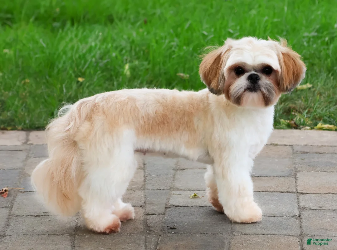 Shih Tzu dogs for sale: Fallon - Ad 1