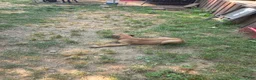 Great Dane dogs for sale: Great Dane 3 Pink collar - Ad 5