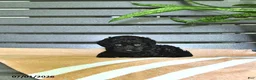 Miniature Poodle dogs for sale: Carissa - Ad 4