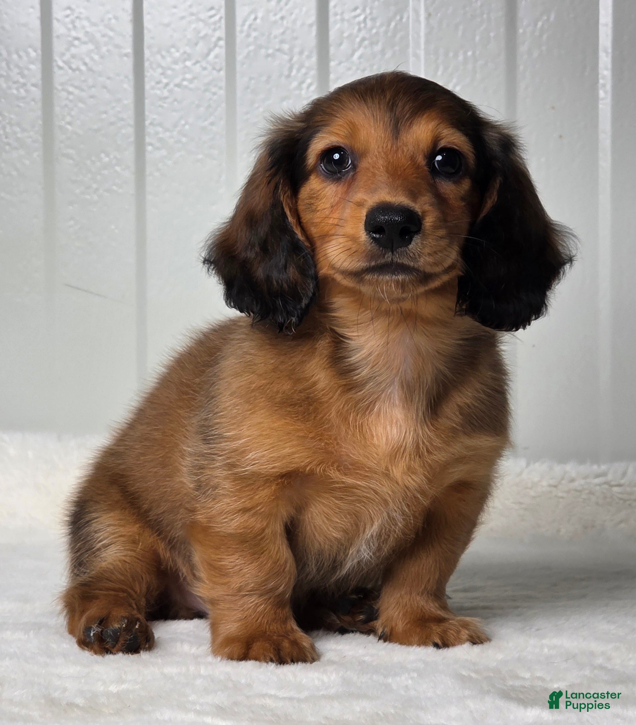 Miniature Dachshund dogs Asher - Ad 2