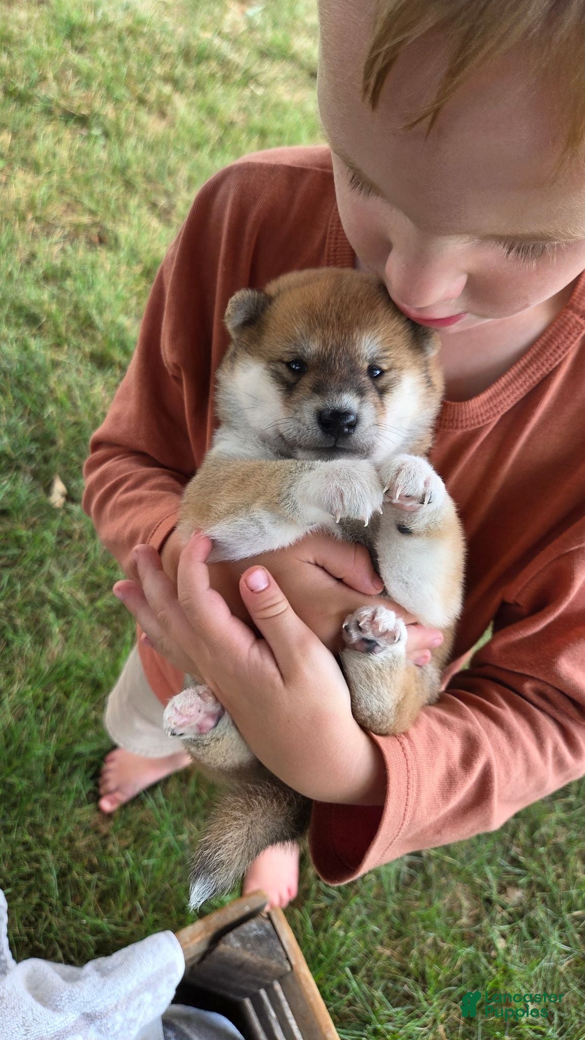 Shiba Inu dogs Freedom - Ad 1