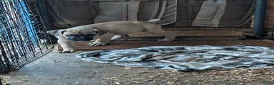 Cane Corso 4