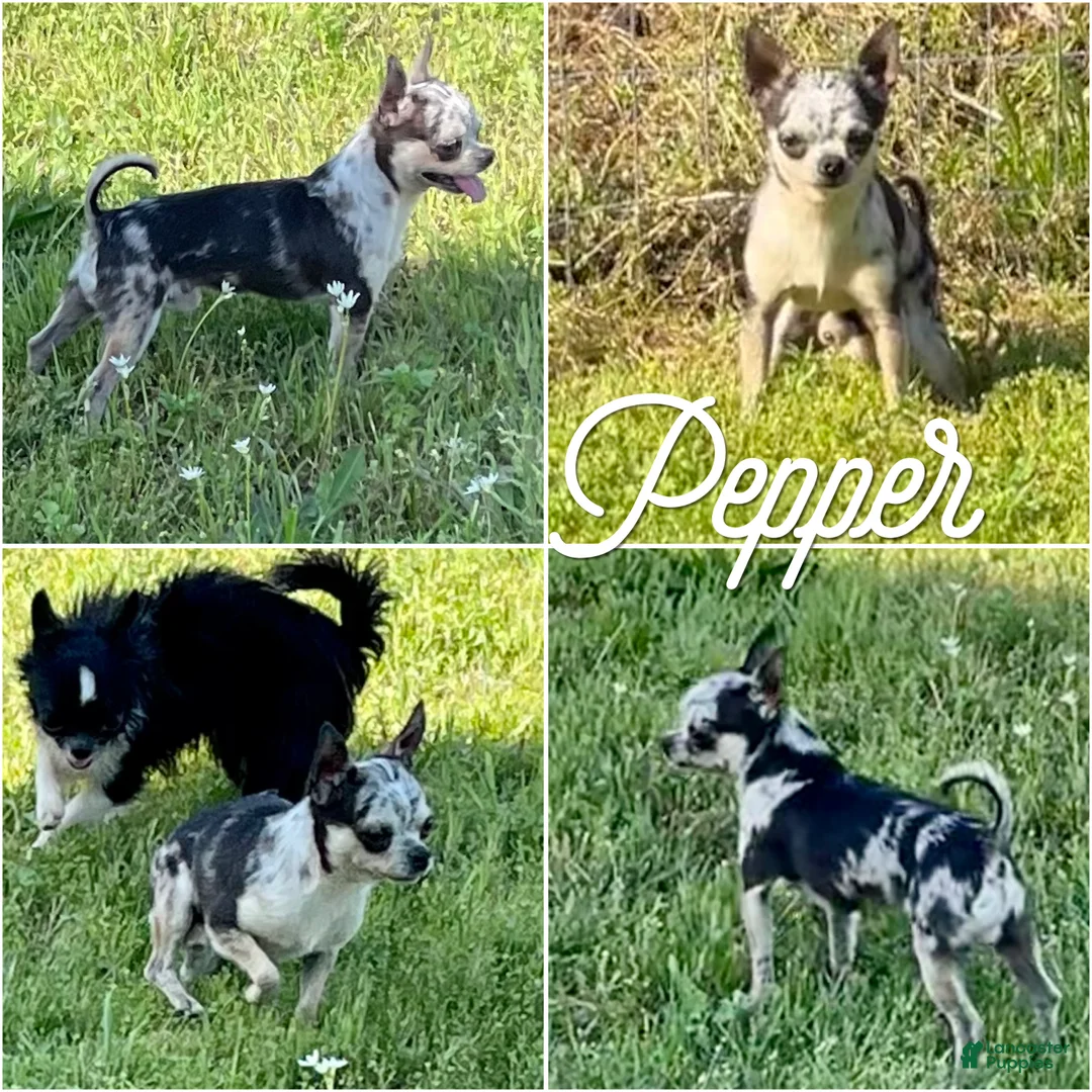 Chihuahua dogs for sale: Tiny Apollo Short Coat Tri - Ad 14