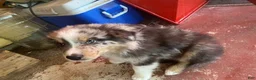 Australian Shepherd dogs for sale: Australian Shepherd 2 - Ad 4