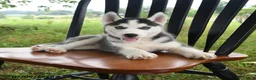 Siberian Husky dogs for sale: Skye - Ad 5
