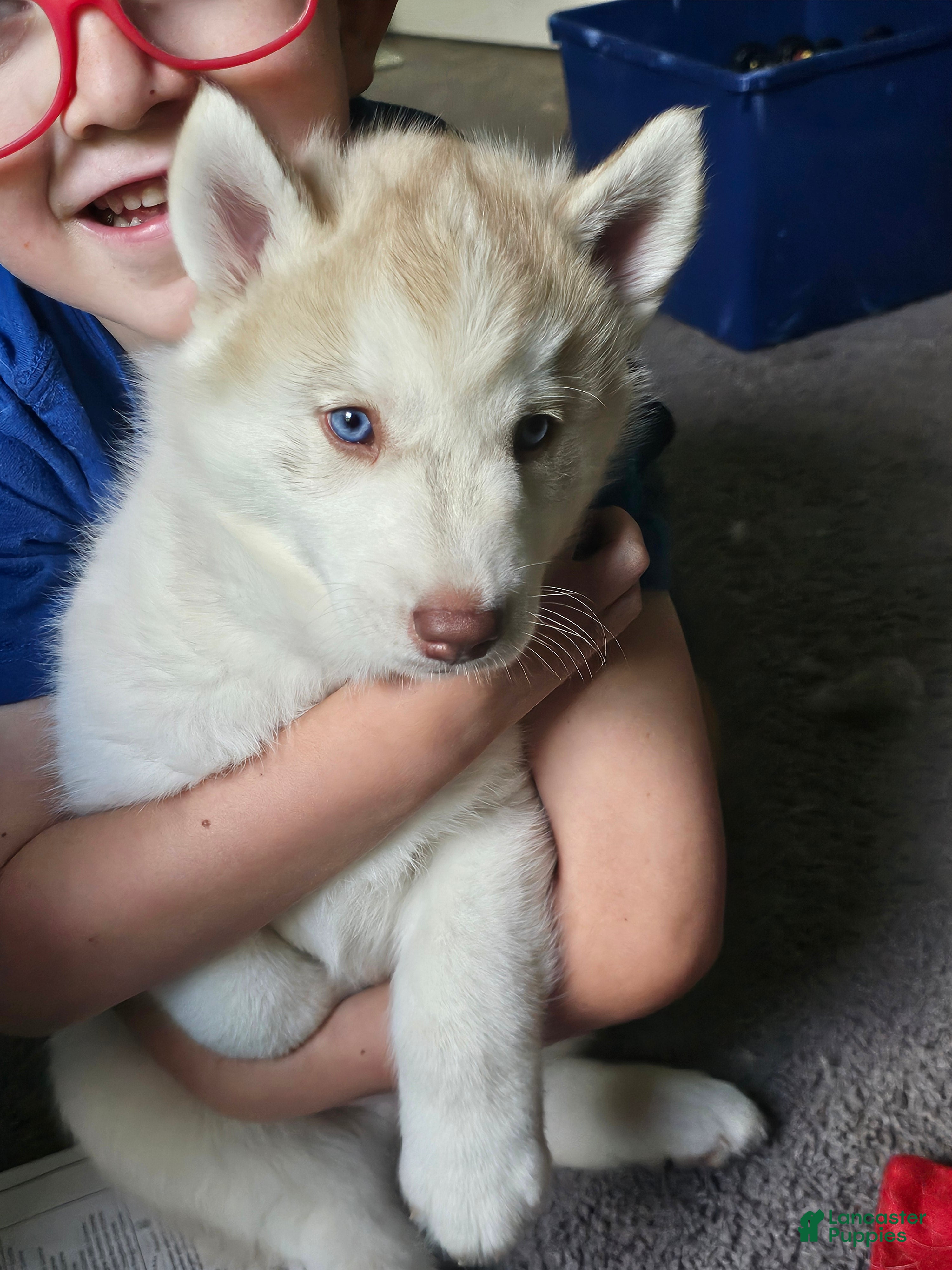 Mixed Breed dogs Ferocious  - Ad 32