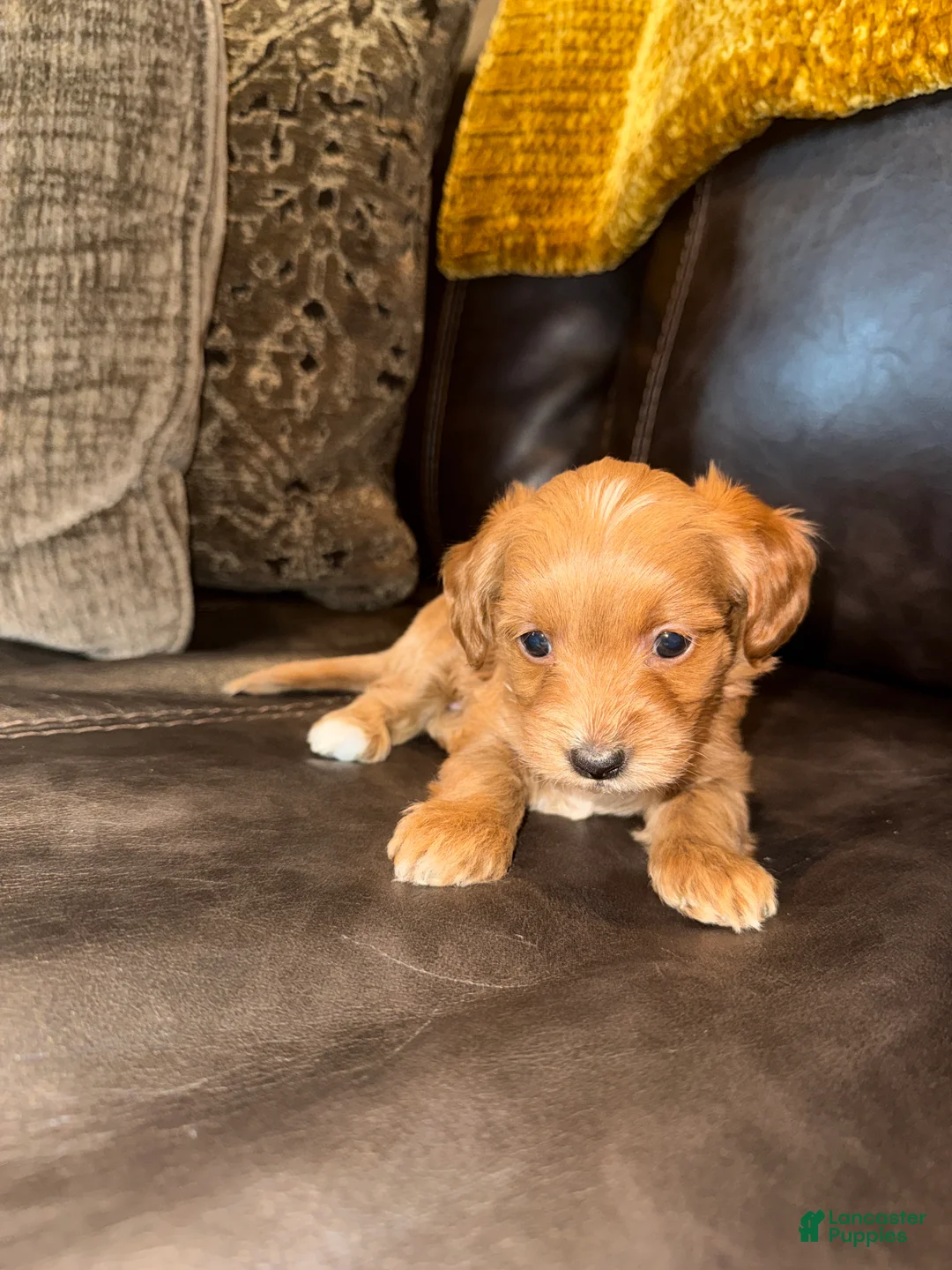 Cockapoo dogs for sale:  Barbie - Ad 7