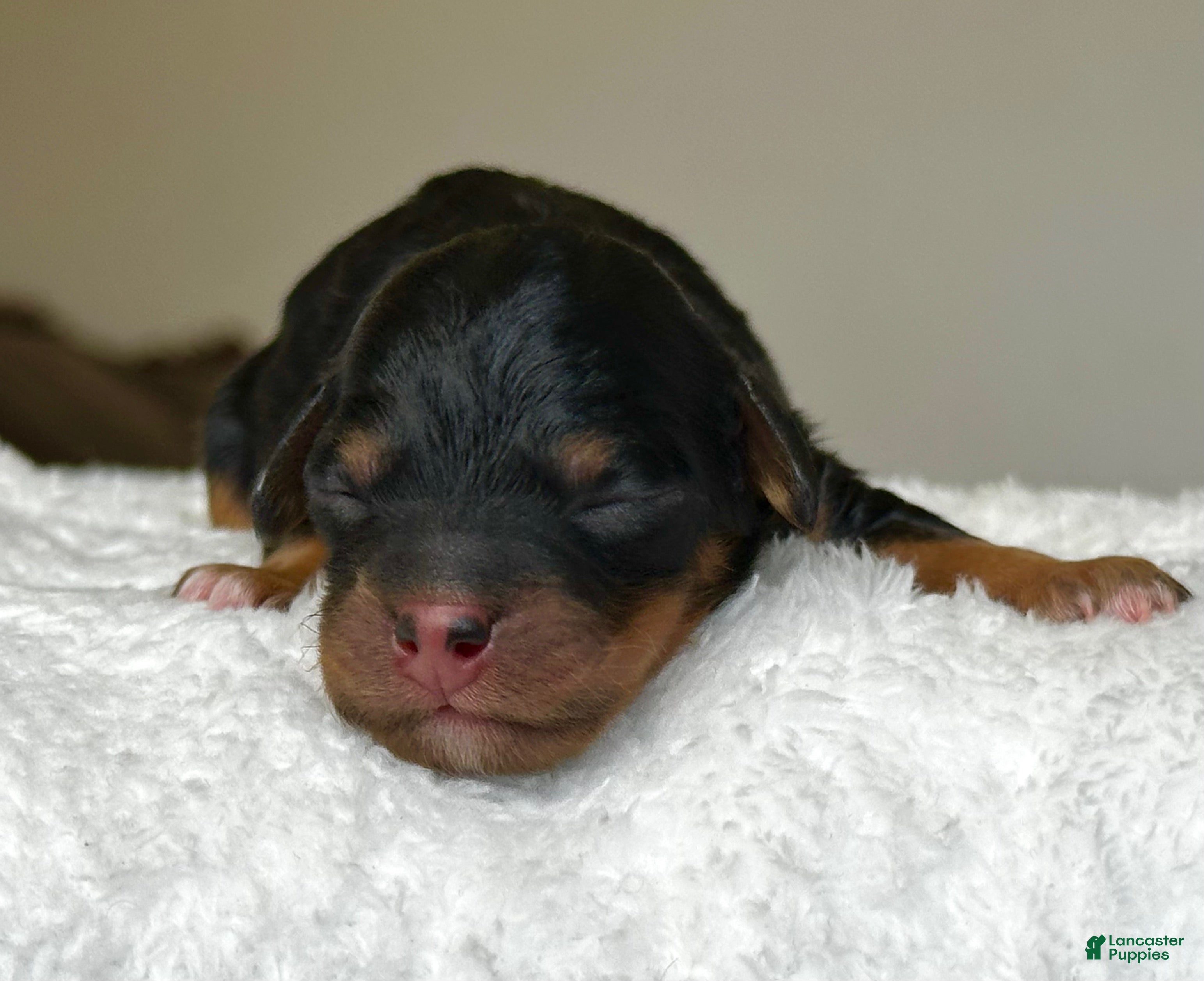 Mixed Breed dogs Black & Tan Micro Mini - Ad 2