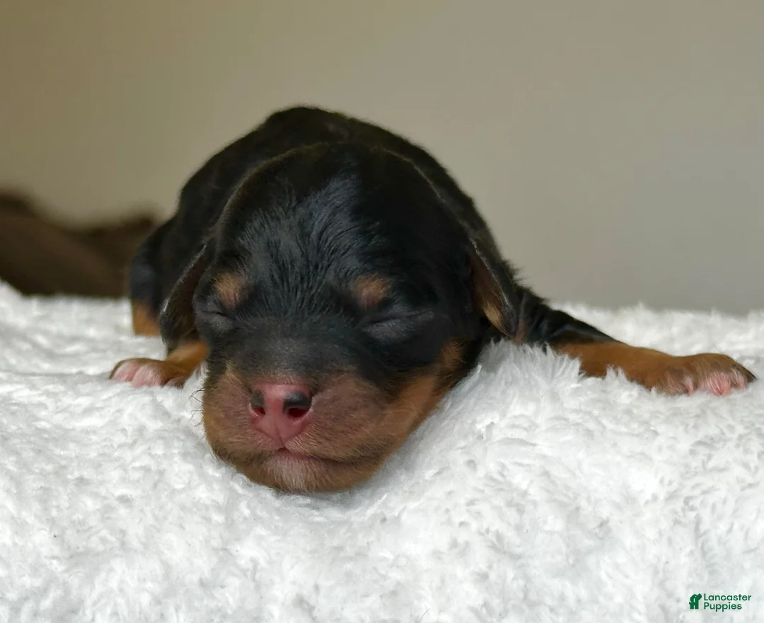 Mixed Breed dogs for sale: Black & Tan Micro Mini - Ad 2