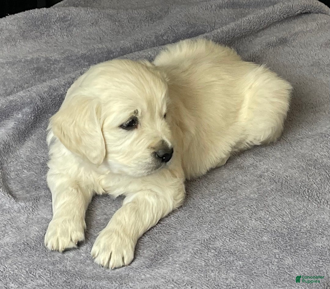 Golden Retriever dogs for sale: Gunner  - Ad 3