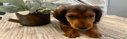 Miniature Dachshund dogs for sale: Stella - Ad 4