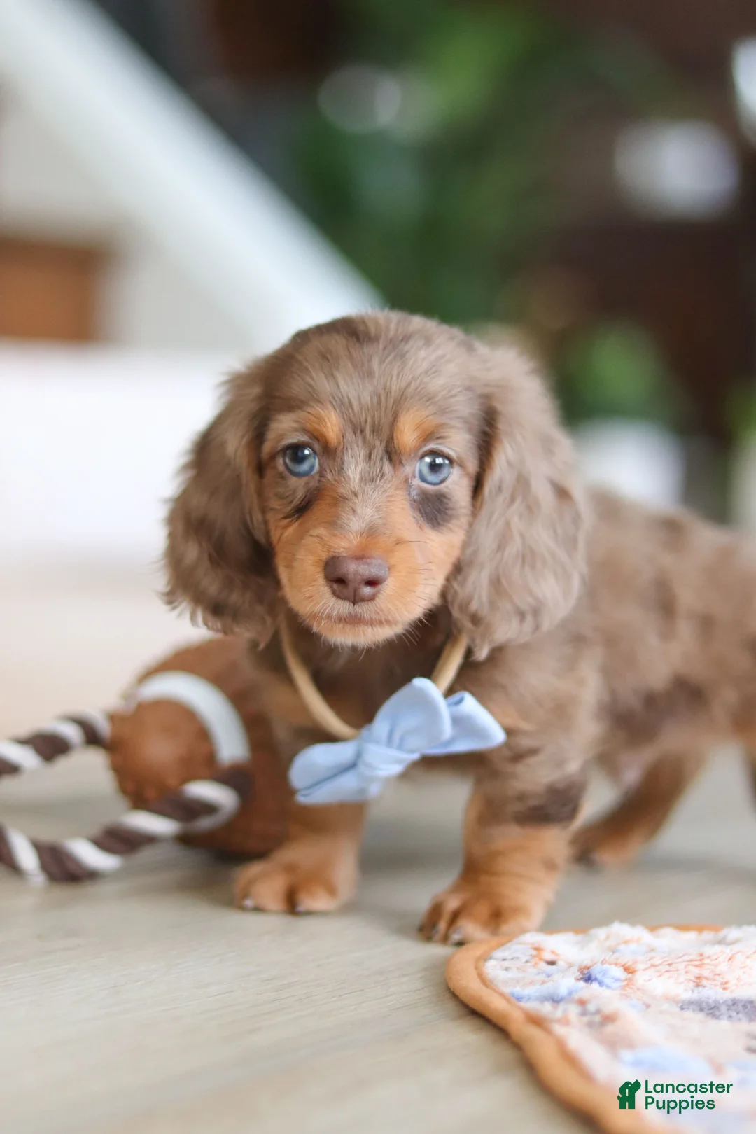 Miniature Dachshund dogs for sale: Champ - Ad 7