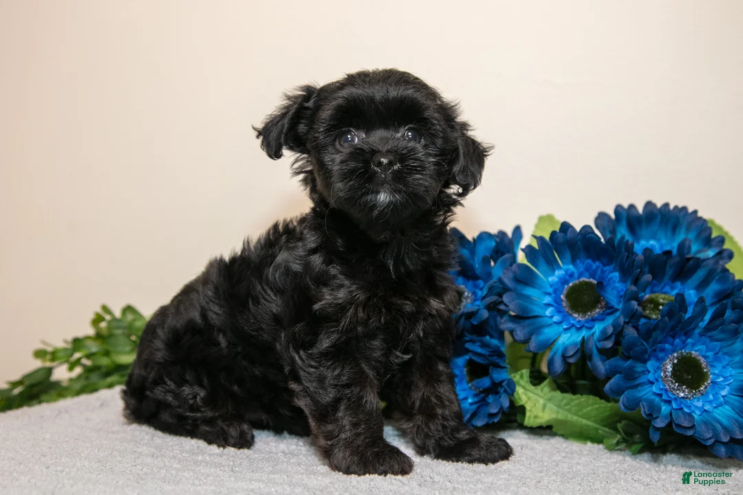 Yorkiepoo dogs for sale: Daisy - Ad 2