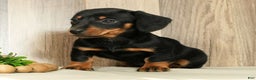 Miniature Dachshund dogs for sale: Finley - Ad 6