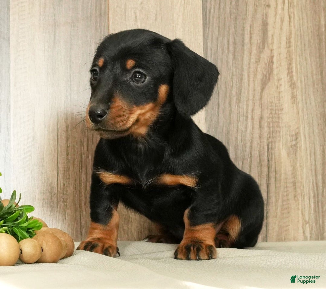 Miniature Dachshund dogs for sale: Finley - Ad 6