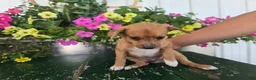 Chihuahua dogs for sale: Buster - Ad 3