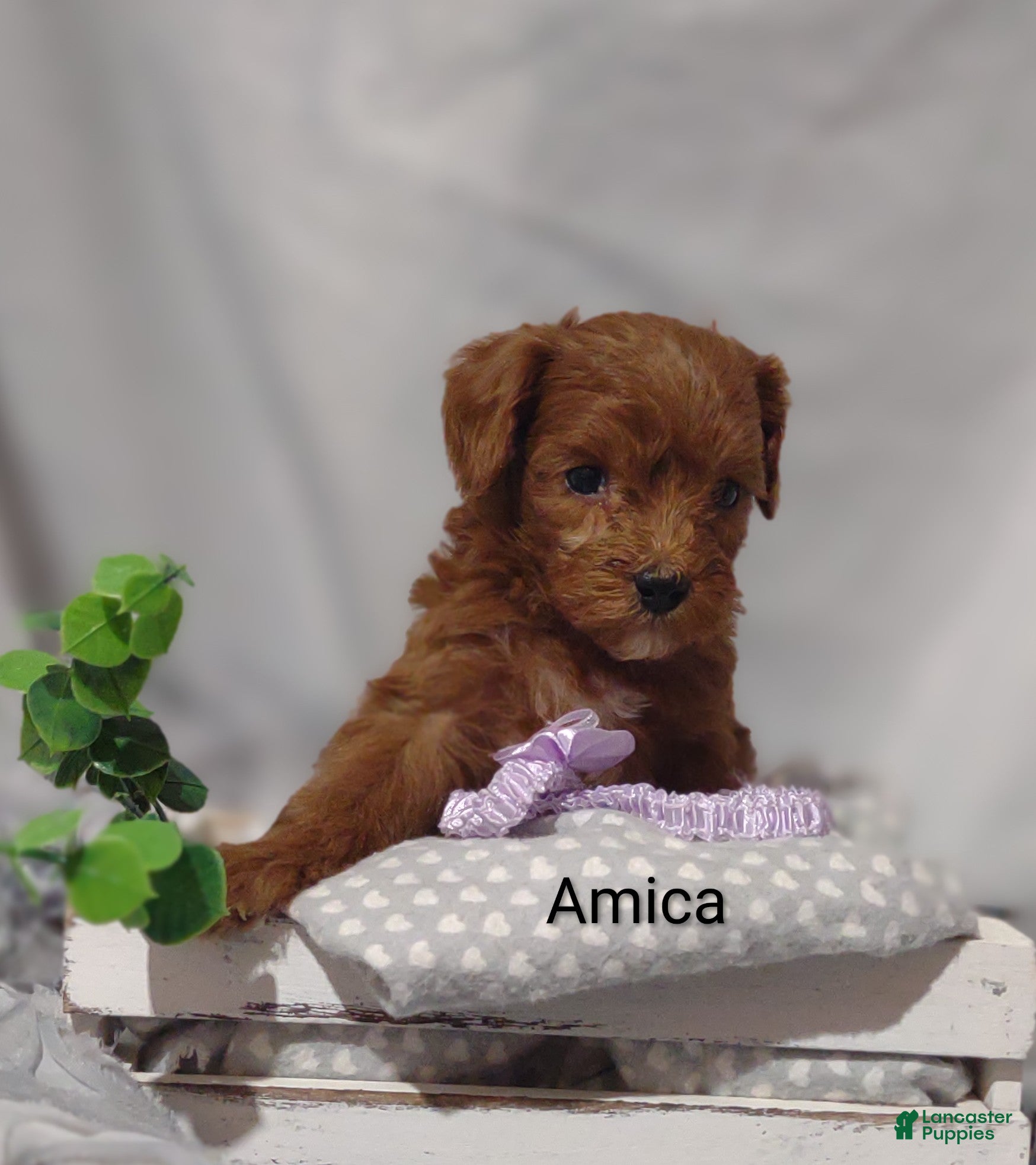 Cavapoo dogs Amica - Ad 2