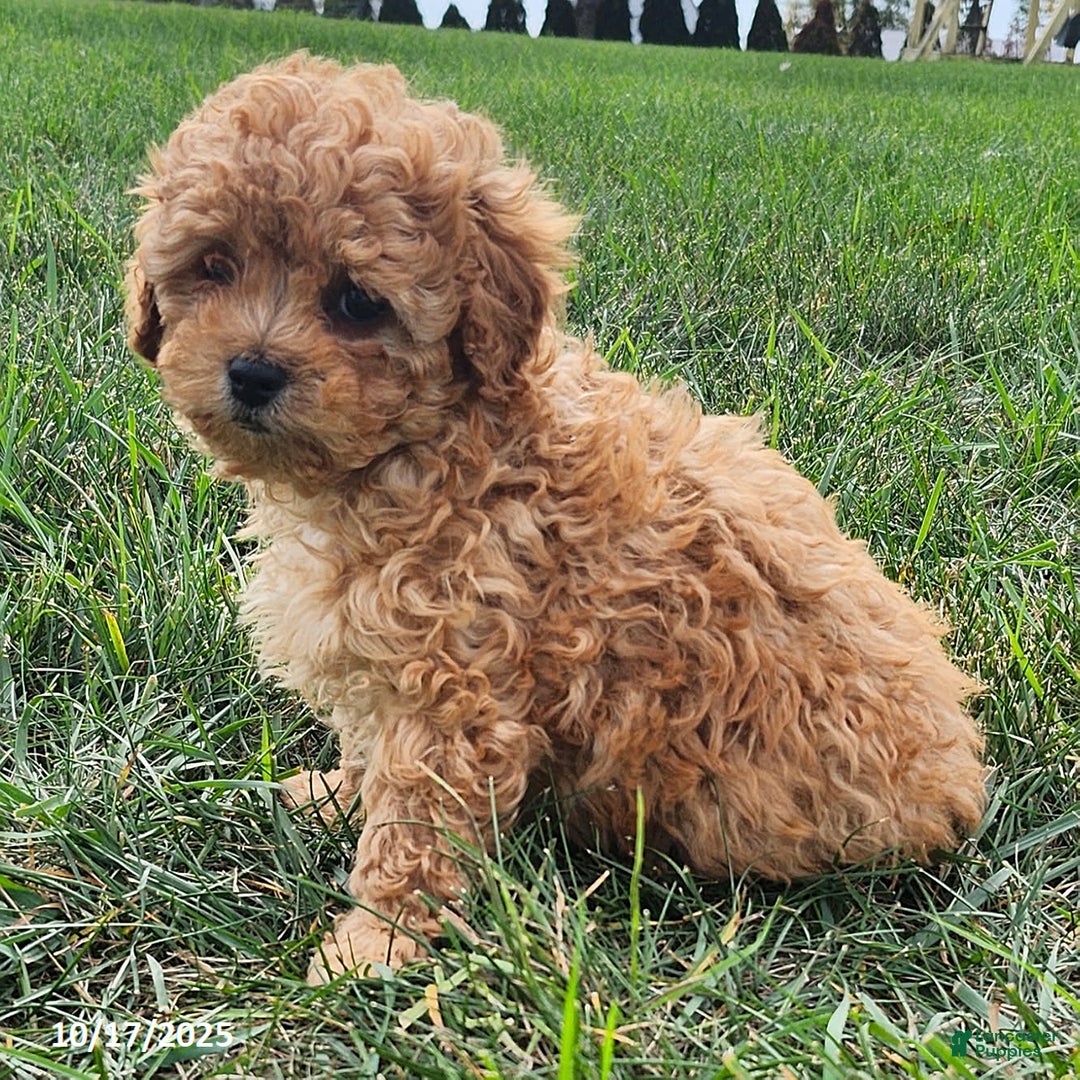 Cavapoo dogs for sale: Jake - Ad 16