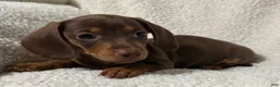 Miniature Dachshund dogs for sale: BAE - Ad 1