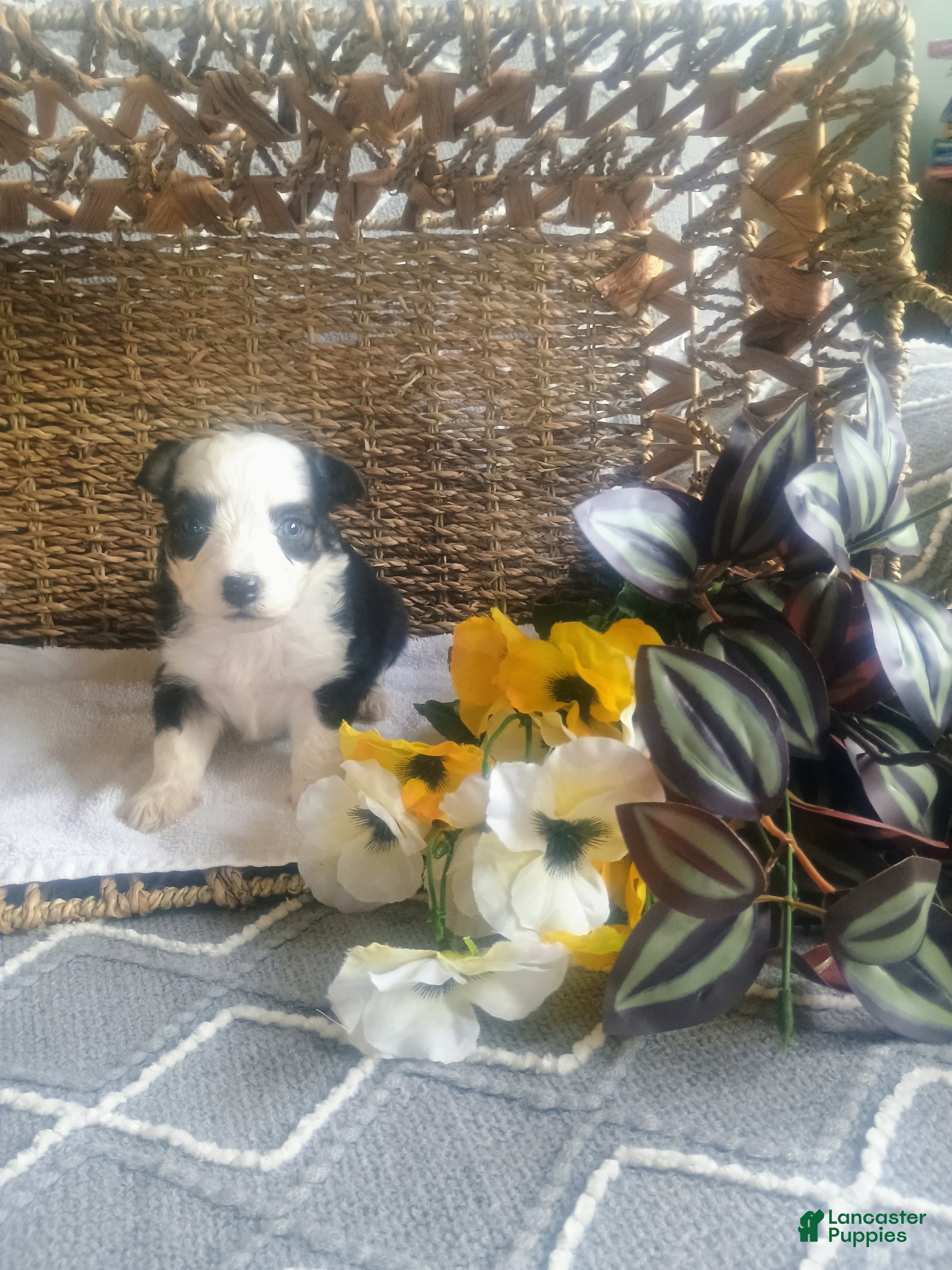 Mixed Breed dogs Mixed Breed Puppy 3 - Ad 21
