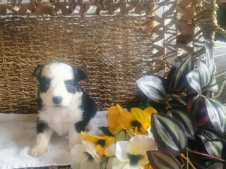 Mixed Breed dogs Mixed Breed Puppy 3 - Ad 21