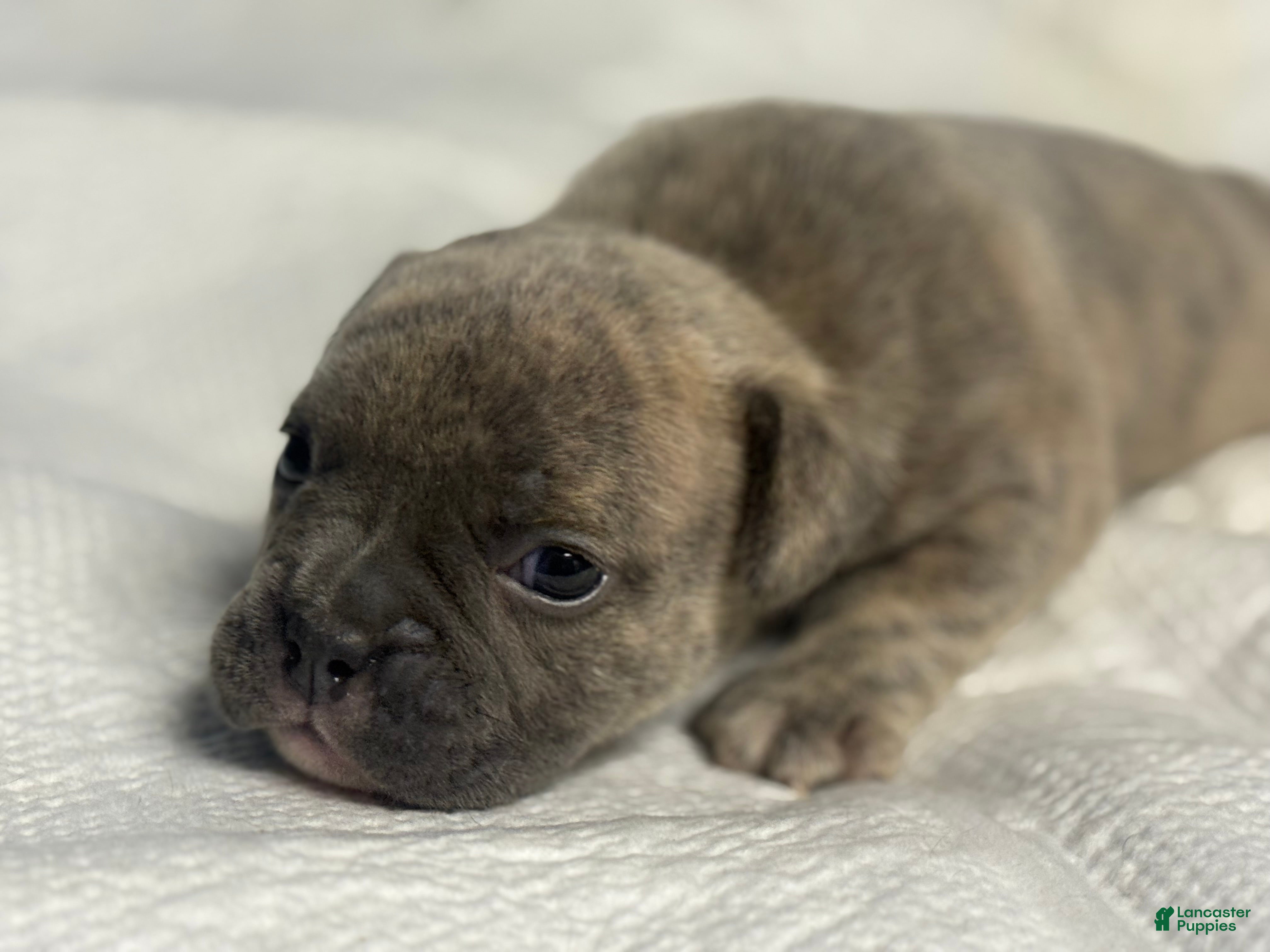 American Bully dogs for sale: American Bully 6 - Ad 2