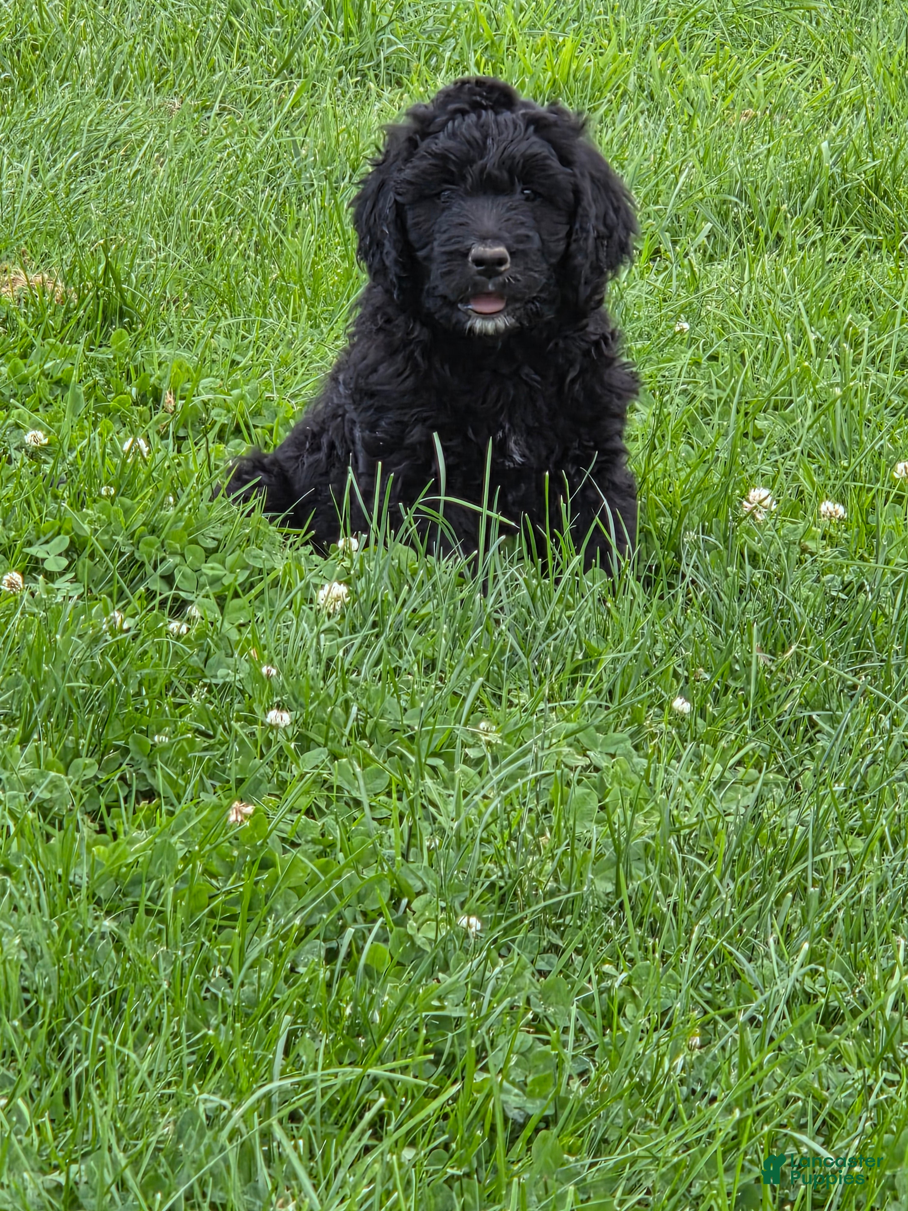 Bernedoodle dogs Bernedoodle 4 - Ad 2