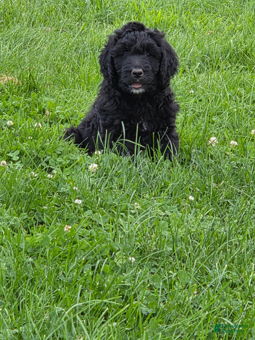 Bernedoodle dogs for sale: Bernedoodle 4 - Ad 2
