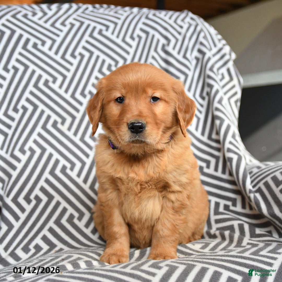 Golden Retriever dogs for sale: Lambchop - Ad 2