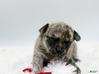 Chihuahua dogs - Ad 28