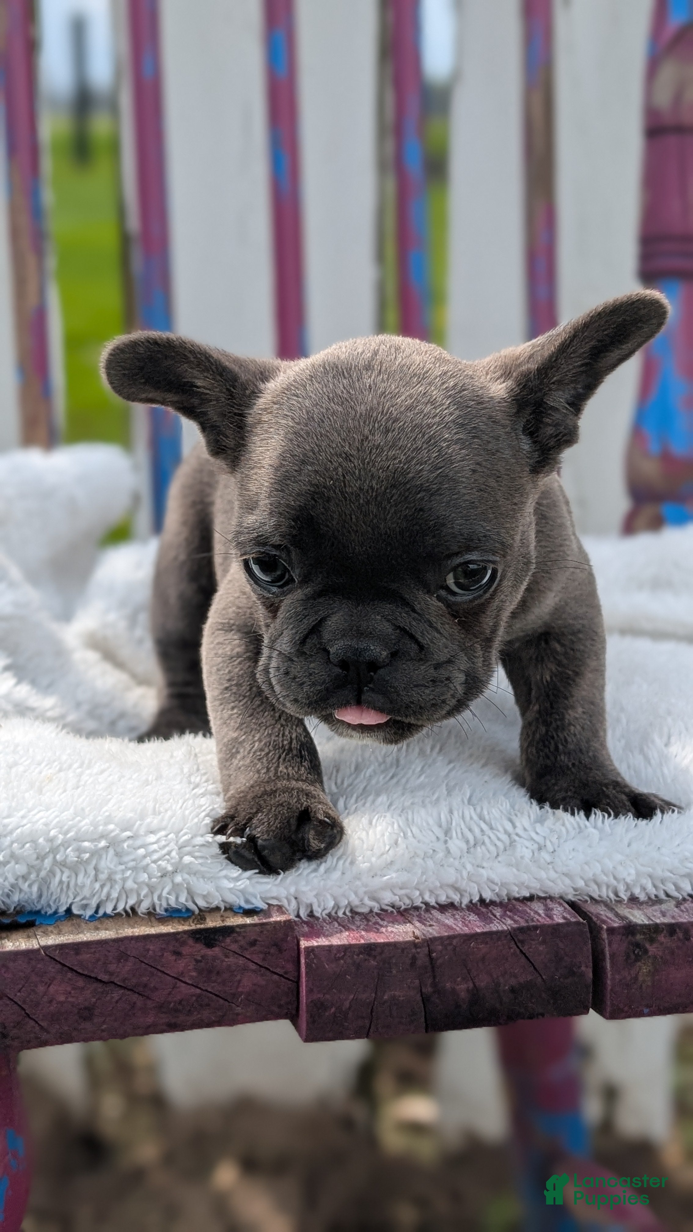 French Bulldog dogs Xander - Ad 2