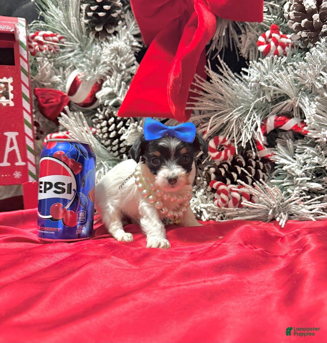 Yorkshire Terrier dogs for sale: Alfredo - Ad 27