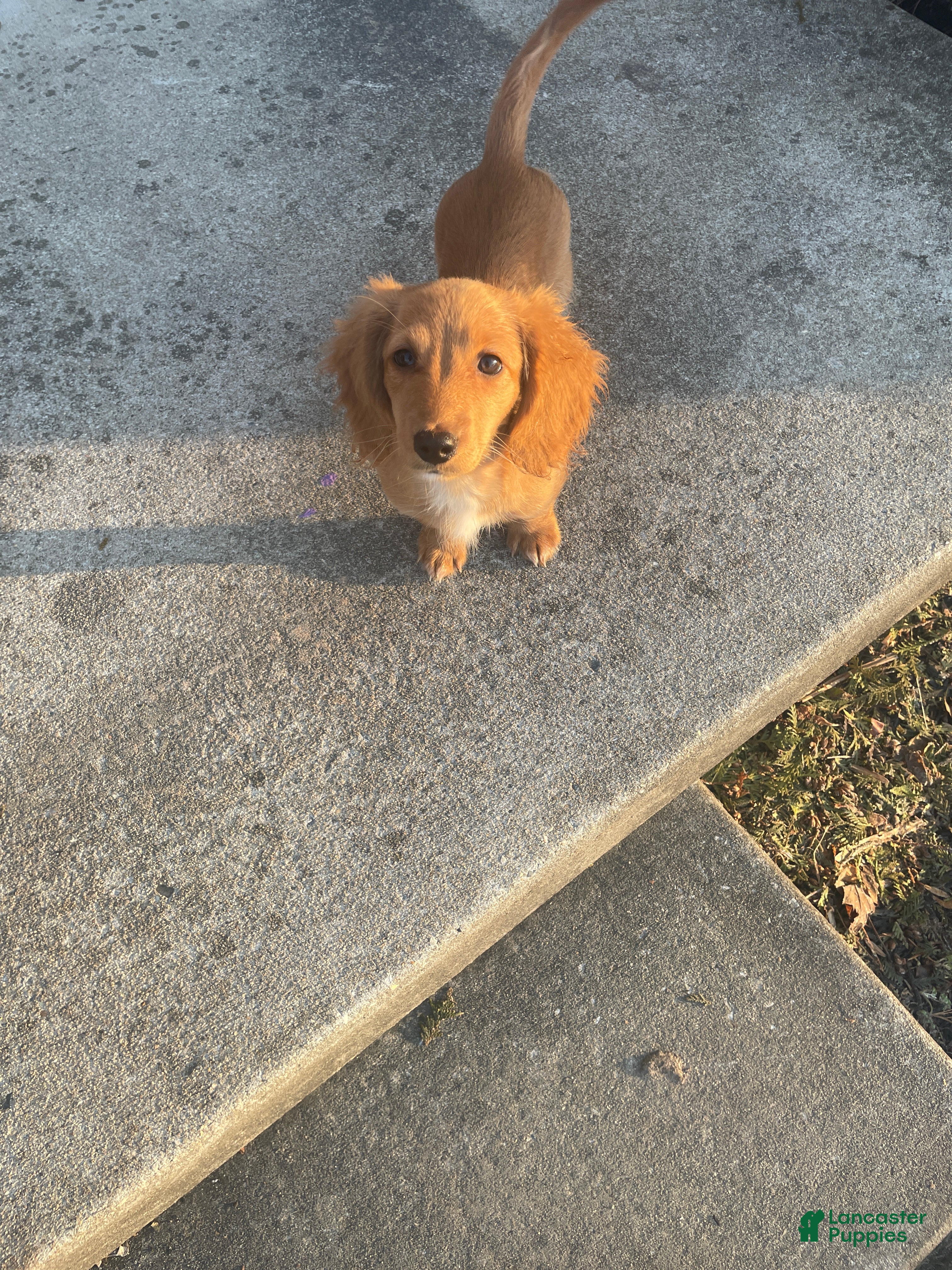 Miniature Dachshund dogs for sale: Debbie  - Ad 1