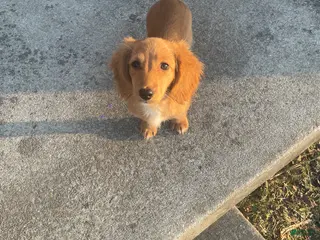 Miniature Dachshund dogs for sale: Debbie - Ad 1