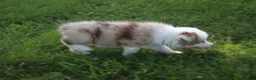 Australian Shepherd dogs for sale: Simone - Ad 4