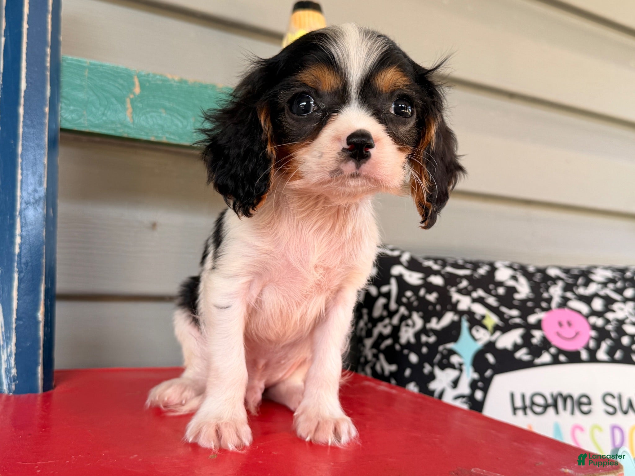 Cavalier King Charles Spaniel dogs Starlight  - Ad 2