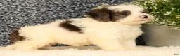 Havapoo dogs for sale: Scooby - Ad 6