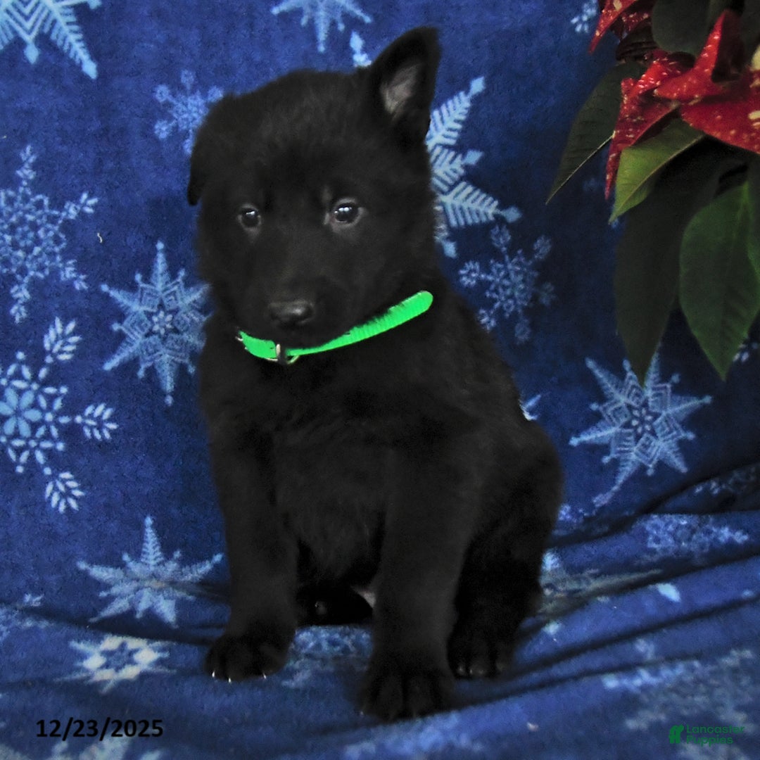 German Shepherd dogs for sale: Noah - Ad 2