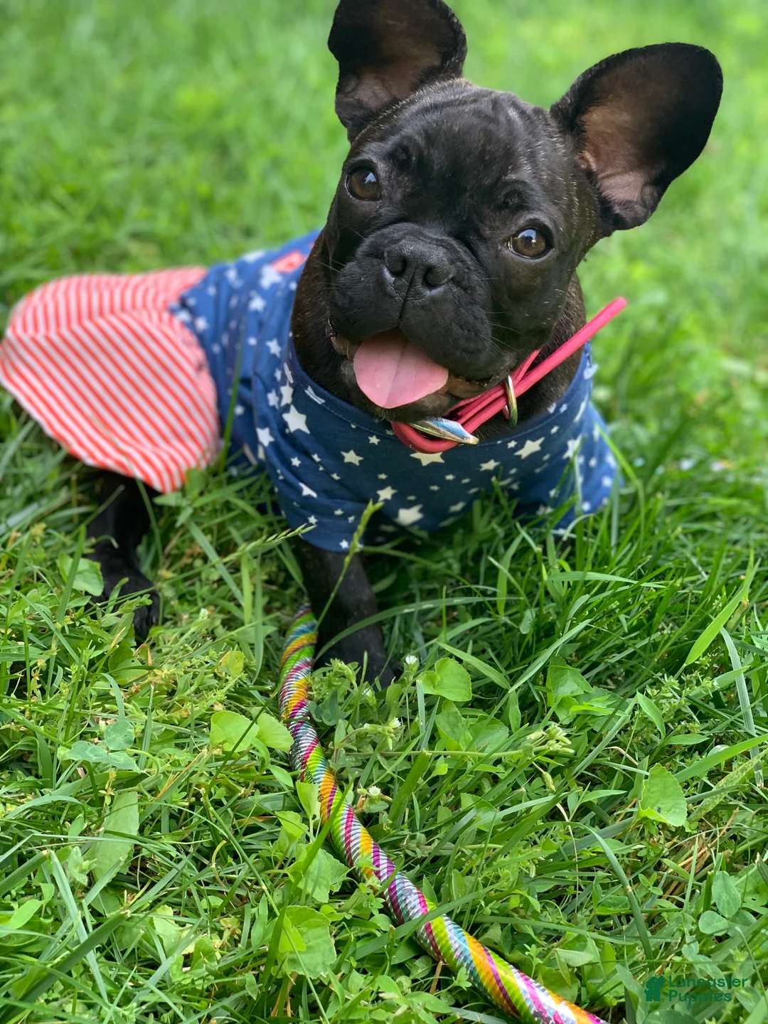 Gallery Image {{count}}