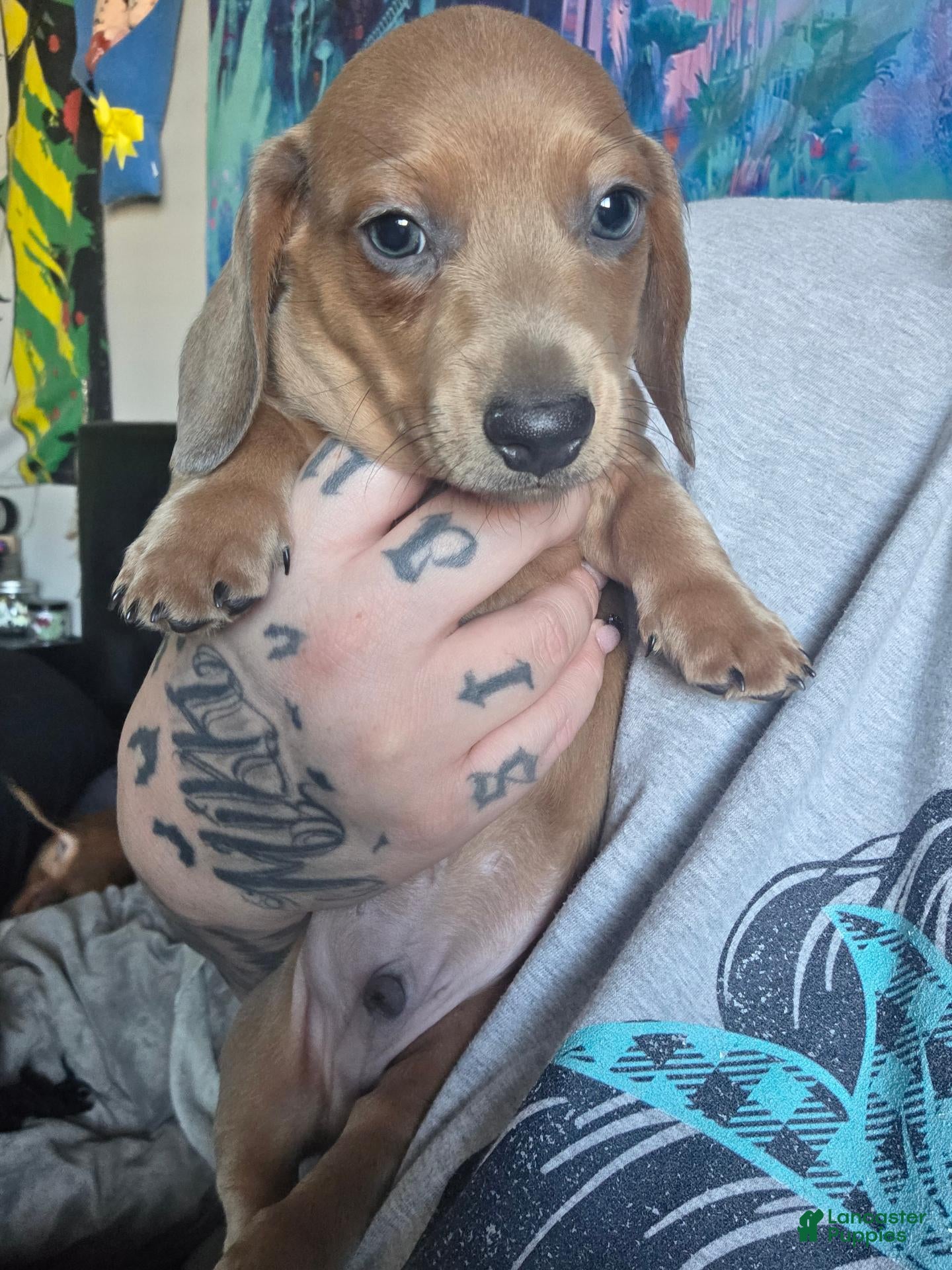 Miniature Dachshund dogs Miniature Dachshund 1 - Ad 12