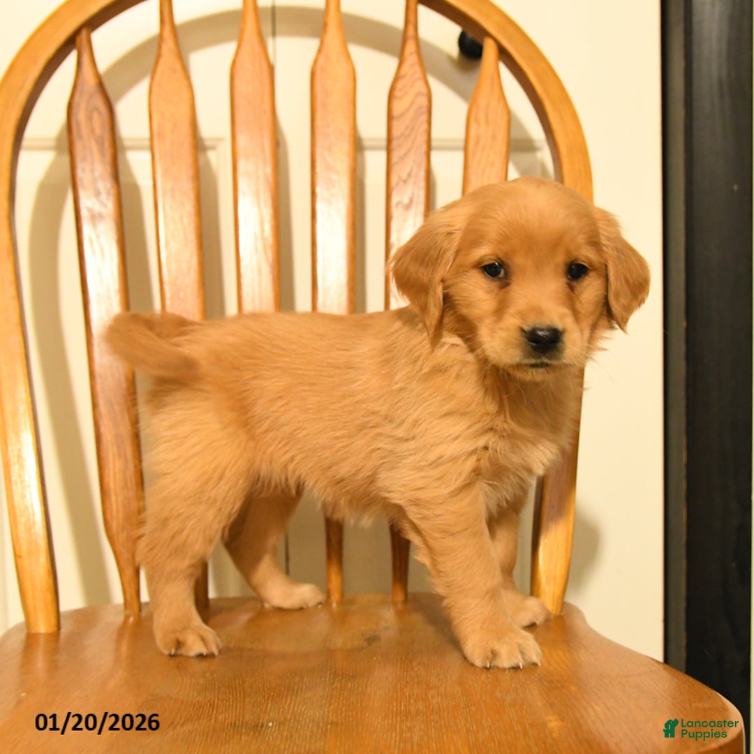 Golden Retriever dogs for sale: Beauty - Ad 5