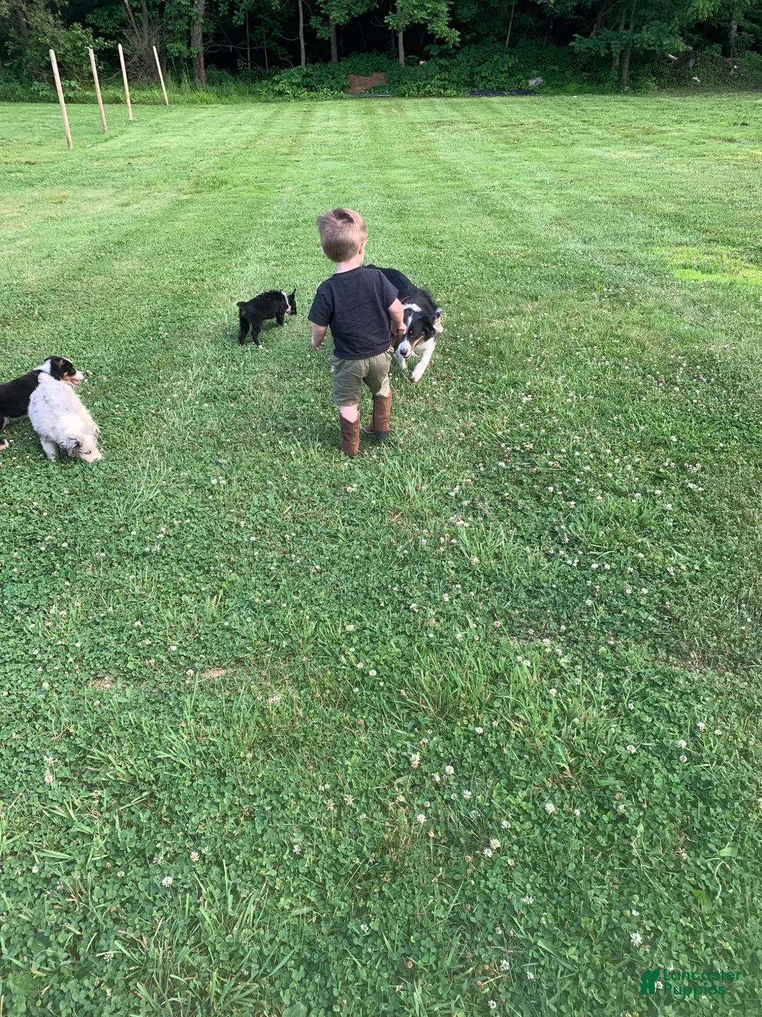Miniature Australian Shepherd dogs for sale: Miniature Australian Shepherd 2 - Ad 2