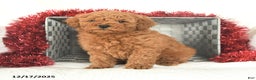 Miniature Poodle dogs for sale: Peppermint - Ad 3