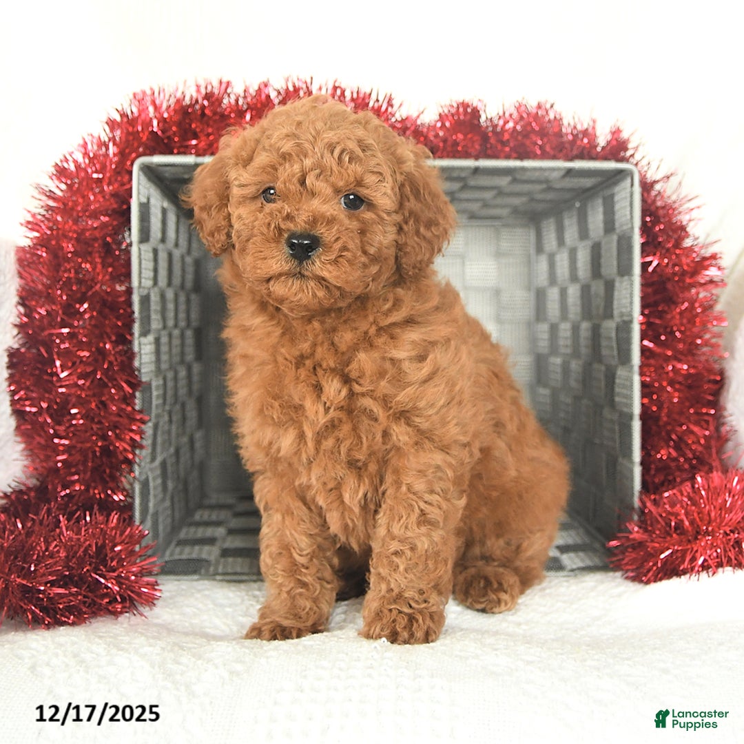 Miniature Poodle dogs for sale: Peppermint - Ad 3