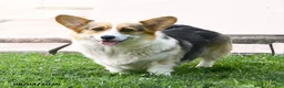 Welsh Corgi Pembroke dogs for sale: Kerrick - Ad 4