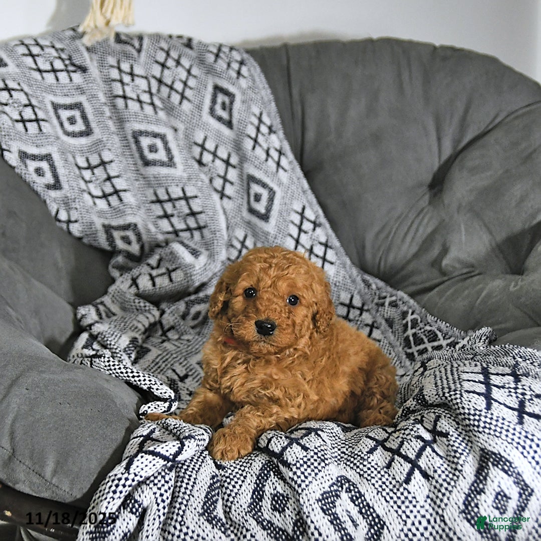 Mini Goldendoodle dogs for sale: Santa   - Ad 5