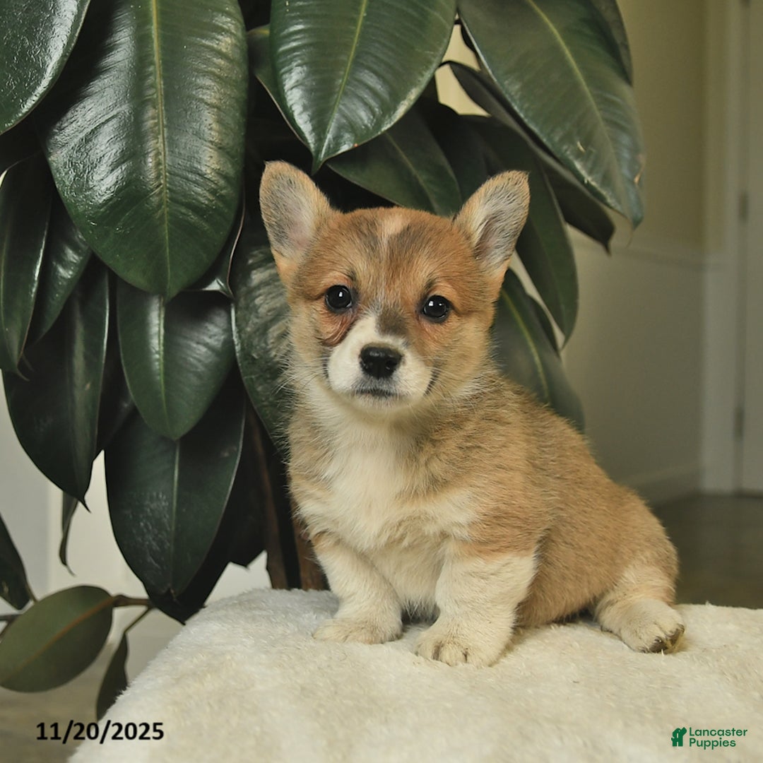 Welsh Corgi Pembroke dogs for sale: Clover  - Ad 2
